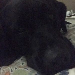 Meet your Posher, Alice